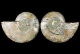 Sliced Ammonite Fossil - Agatized #125012-1